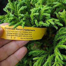 Maybe you would like to learn more about one of these? Cryptomeria Japonica Globosa Nana Dwarf Japanese Cedar Servescape