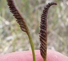 Image result for Schizaea