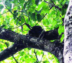 The red and white giant flying squirrel is found in central and southern china and taiwan. Observed Red Giant Flying Squirrel Petaurista Petaurista On A Bough Download Scientific Diagram