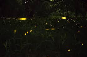 Use our kuala selangor visit planner to visit. Kuala Selangor Fireflies Aosclick