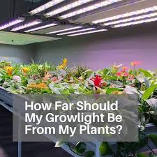 how far should led grow lights be from plants grow light