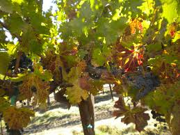 Image result for Grapevine leafroll virus