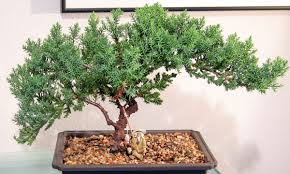 One in particular is a 1000 year old ezo spruce that has a lot of personality. Meet The Japanese Man Who Disguised Marijuana As Bonsai Trees