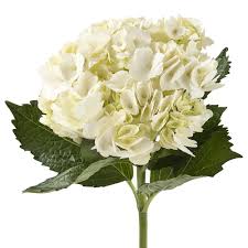 Maybe you would like to learn more about one of these? Amazon Com Vistaflor Wholesale Hydrangeas 40 White Fresh Cut Format Flowers Grocery Gourmet Food