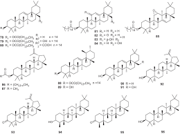 Image result for Erythroxylum zambesiacum