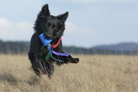 (zu dpa «verein rettet hühner und hunde vor dem aussterben» vom 17.03.2017) foto: Altdeutscher Hutehund Type Ostdeutscher Schwarzer By Heike Klett Black Dog Herding Dogs Pitbull Terrier
