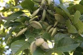Image result for Millettia pinnata