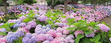 Maybe you would like to learn more about one of these? Cape Cod Hydrangea Society Tips For Growing Hydrangeas Successfully