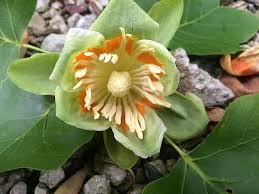 Maybe you would like to learn more about one of these? Issues May 2021 Vol 7 No 5 Piedmont Master Gardeners