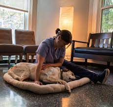When selecting a memorial cremation service, remains are not returned to you. Kind Stress Free Pet Euthanasia Animal Hospital Chicago