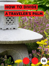 Ravenala Madagascariensis Travelers Palm Vs Bird Of Paradise Learn How To Divide A Traveler S Palm How To Guides Tips And Tricks Shade Trees Trees To Plant Plants