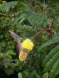 Image result for Parkia