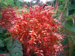 Image result for Pavetta radicans