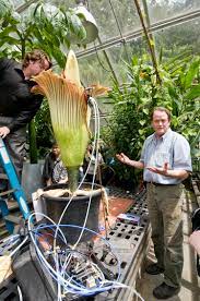 Corpse Flower Blooms Overnight Wednesday Uw News