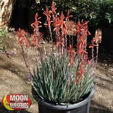 She is also aloe, cooling, releasing, speaking one's truth. Blue Elf Aloe Plants Moon Valley Nurseries
