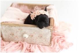 Indeed, while those pups heavily snooze, they're actually. Newborn Photo Shoot With French Bulldog Puppy Popsugar Family