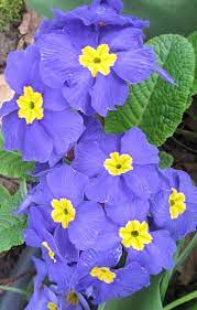 Pin On Prim And Proper Primrose