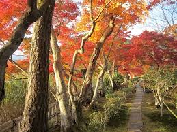2014年11月 京日記 花がたみ