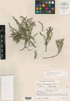Image result for Galium chloroionanthum