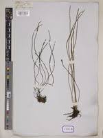 Image result for Vittaria elongata