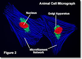 Plant cells are rigid and box like structures, this is due to the presence of cell wall that is composed of animal cell has different shapes depending on the types of cell it is. Molecular Expressions Cell Biology Animal Cell Structure