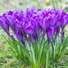 Image result for Commicarpus grandiflorus