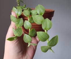 Image result for Aneilema zebrinum