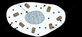 In this article, we will do a comparative study of a plant cell and animal cell, so as to have a better understanding of the similarities as well as the differences between these two types of cells. Cells Learn Biology Gcse Learning Programme Glp