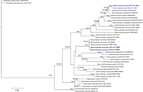 Bank lain (visa/mastercard, amex, jcb yang terbit di indonesia) : Fungal Diversity Notes 253 366 Taxonomic And Phylogenetic Contributions To Fungal Taxa Springerlink