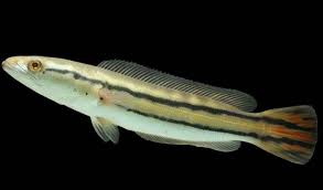 Ketika banyak orang yang melepaskan toman ke aliran sungai, ikan ini akan berkembang biak dan. 15 Jenis Ikan Gabus Yang Paling Populer Pelajari Sebelum Beli
