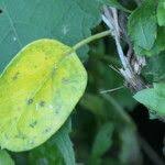 Image result for Cynanchum obtusifolium