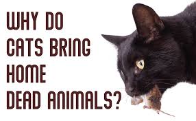 Maybe you would like to learn more about one of these? Why Do Cats Bring Home Dead Animals To Their Owners Catwiki