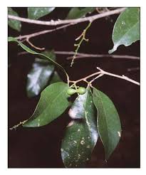 Image result for Lepisanthes senegalensis
