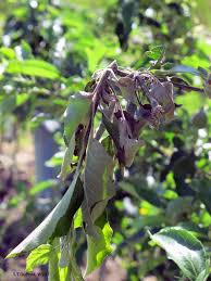 We did not find results for: Apple Malus Spp Fire Blight Pacific Northwest Pest Management Handbooks