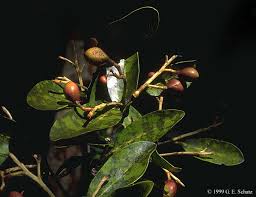 Image result for Magnistipula