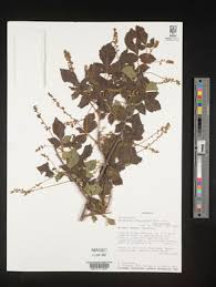 Image result for Glenniea africana