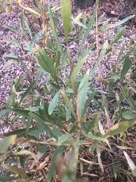 Image result for Pavetta zeyheri