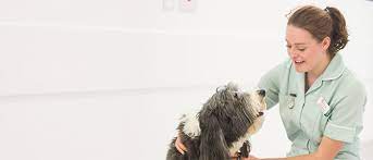 University Of Glasgow - Undergraduate Study - 2023 Degree Programmes A‑Z - Veterinary  Medicine & Surgery