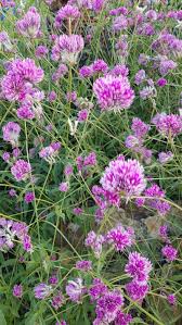 Image result for Gomphrena martiana