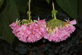 Image result for Dombeya lastii
