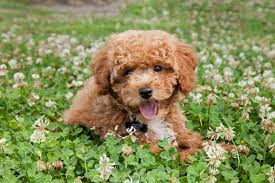 Check spelling or type a new query. 21 Teddy Bear Dogs Dogs That Look Like Teddy Bears Marvelous Dogs