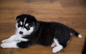 We have six beautiful purebred grey siberian husky pups left out of our eight pup litter! Pin On Arlyn
