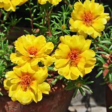 Verrete avvisati automaticamente appena saranno pronte. Double Petals Portulaca Grandiflora Flower Seeds 200pcs Pack