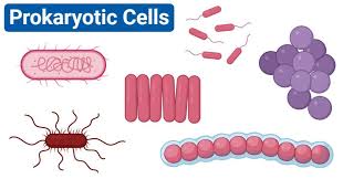 Prokaryotic Cells Characteristics Structure Division Examples In 2020 Prokaryotic Cell Organelles Prokaryotes