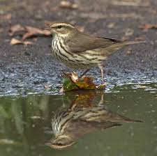 August Bird Of The Month North American Common And Scarce Birds Gallery Bird Life List Bird Species Bird Photo