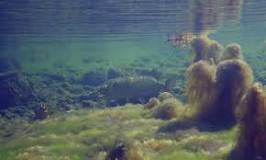 Image result