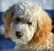 Golden xpress labradoodles is breeding authentic australian labradoodles also known as the australian cobberdog. Canadian Doodle Puppies Canadian Doodle Puppies