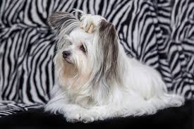 Image result for white yorkshire terrier
