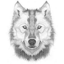 Hntfgjf Wolf Gesicht Zeichnung Hund Malen Wolf Malen