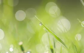 Werde zum erfinder deines lebens mit dem schöpfungssymbol. Blume Des Lebens Unendliche Lichtschwingung